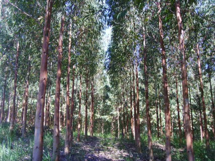 eucalipto reflorestamento